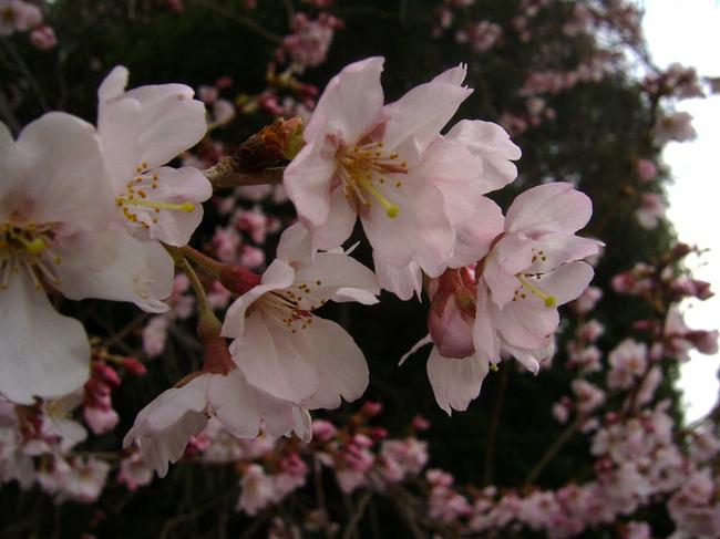 blossoms%20closeup.JPG